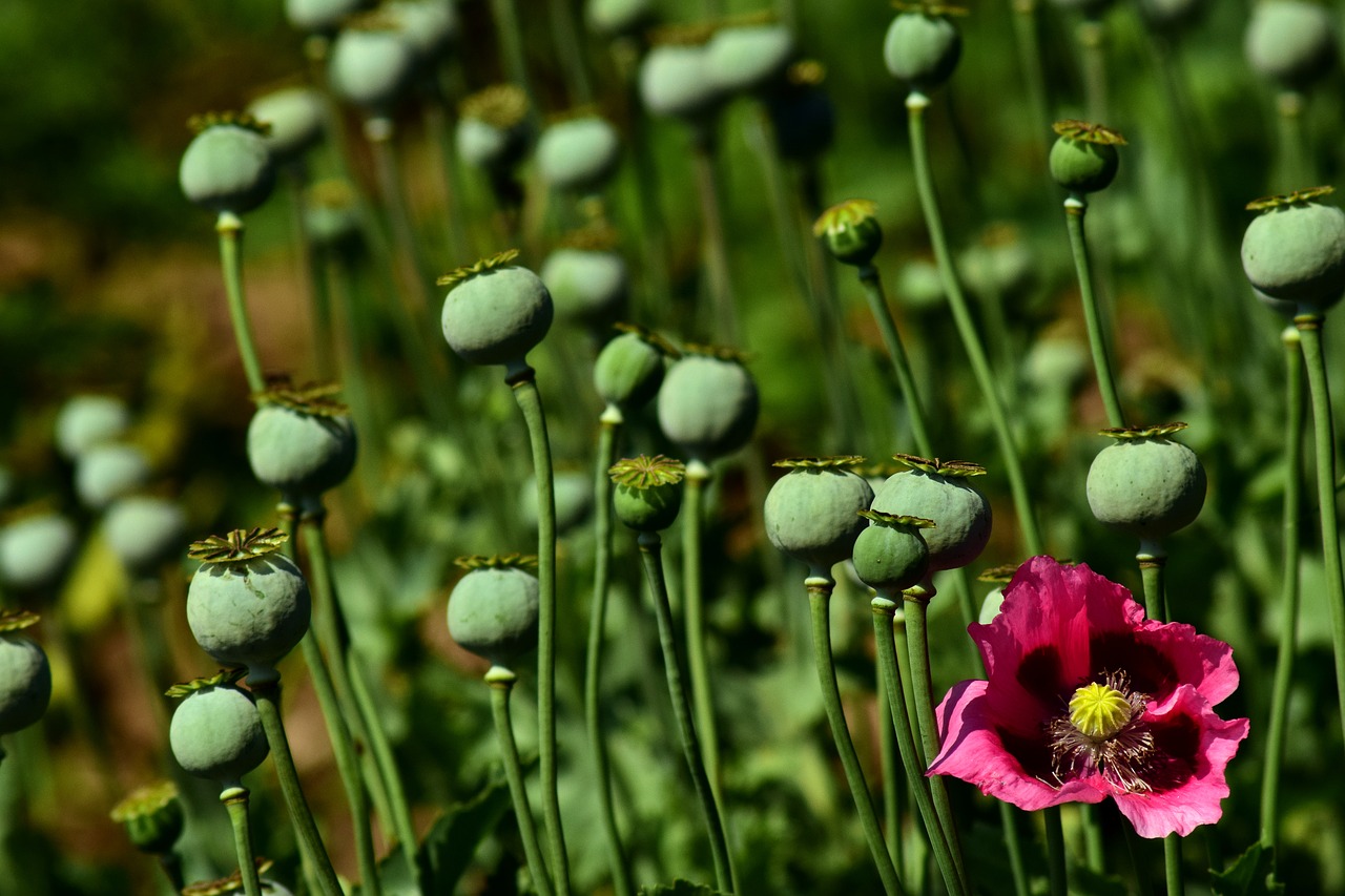 Image - poppy field of poppies