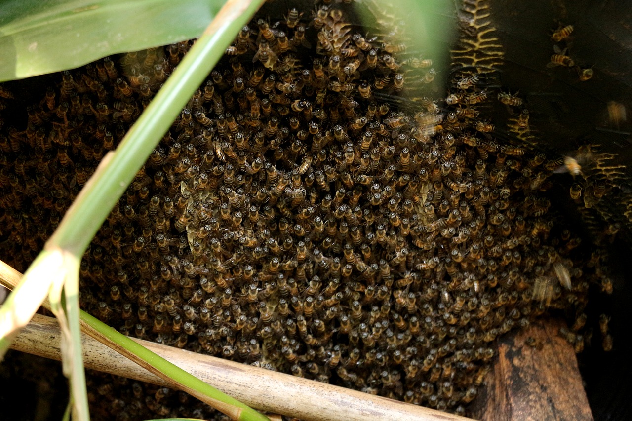 Image - bee swarm sting