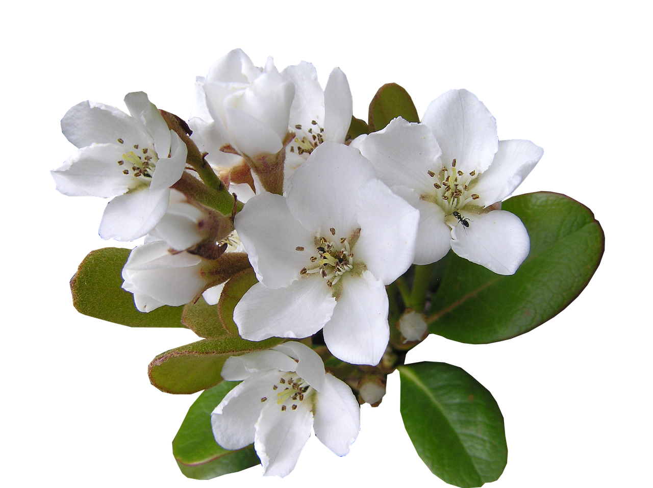 Image - white flower with ant cut out