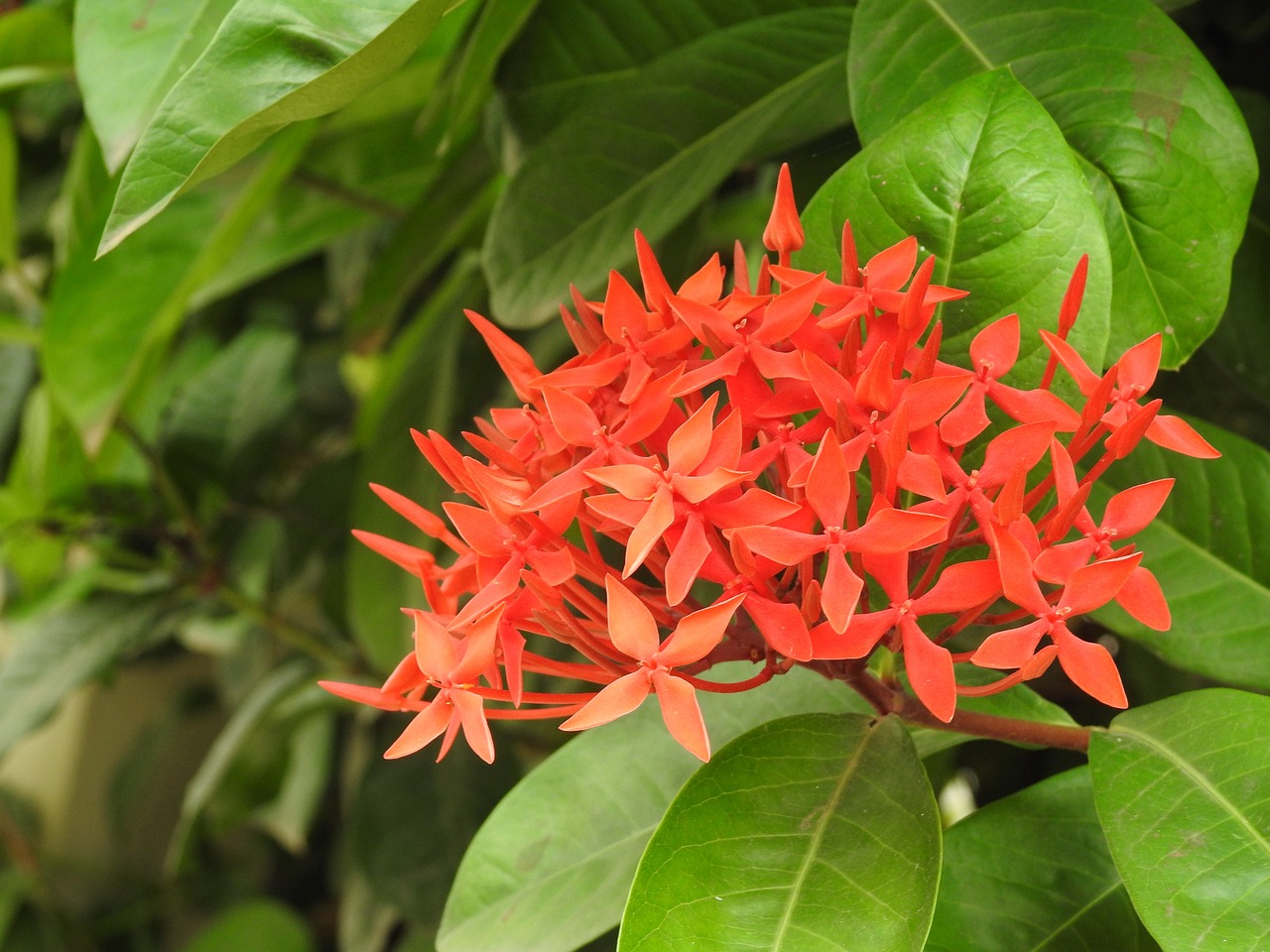 Image - flower orange nature home garden