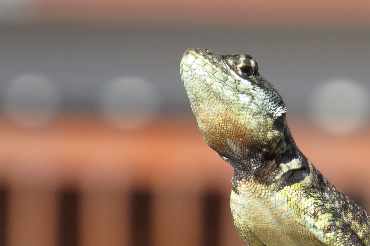 Image - calango sinantrópico lizard