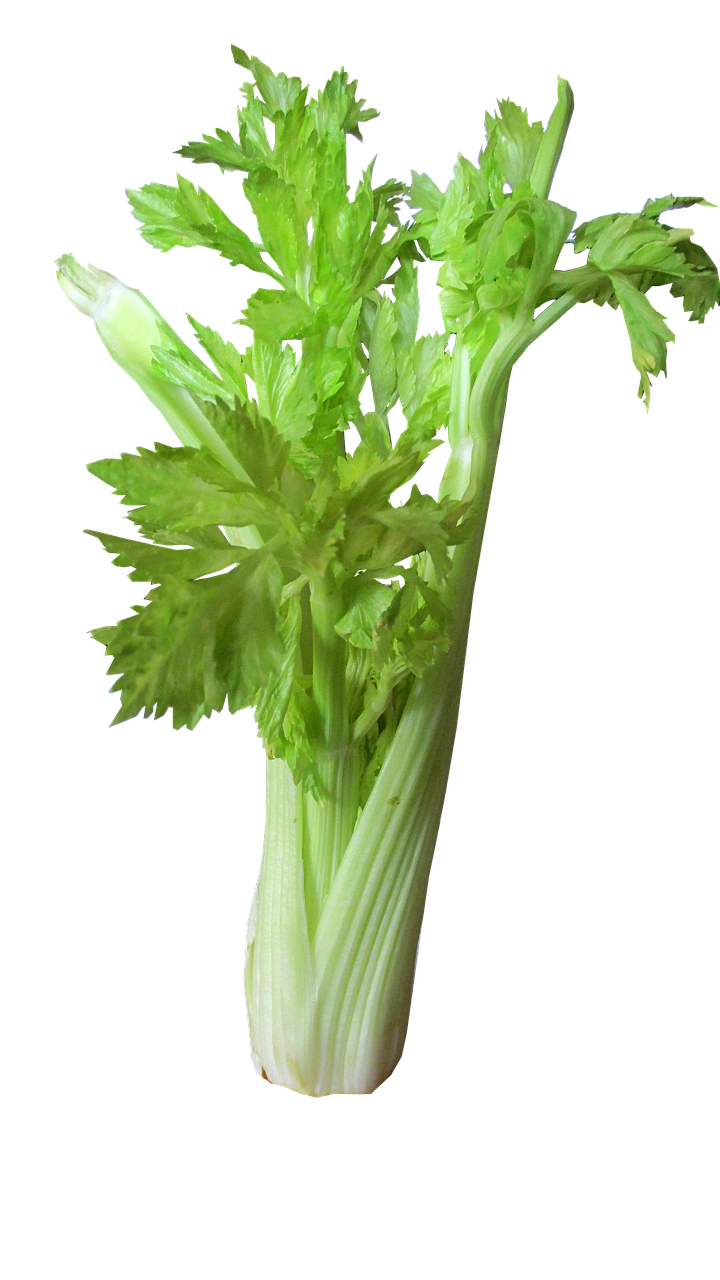 Image - vegetable celery cut out