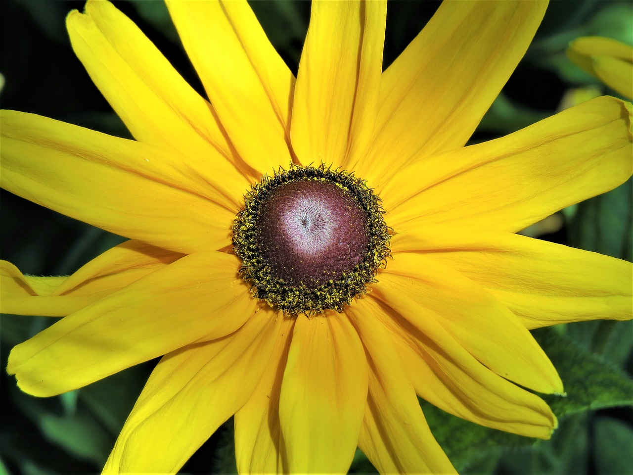 Image - flower daisy yellow brown garden