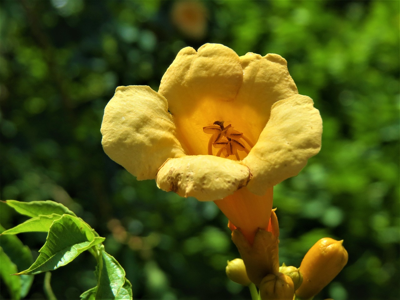 Image - flower trumpet vine yellow green