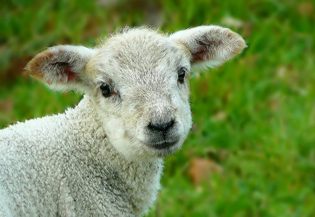 Image - sheep wool animal head fur grass