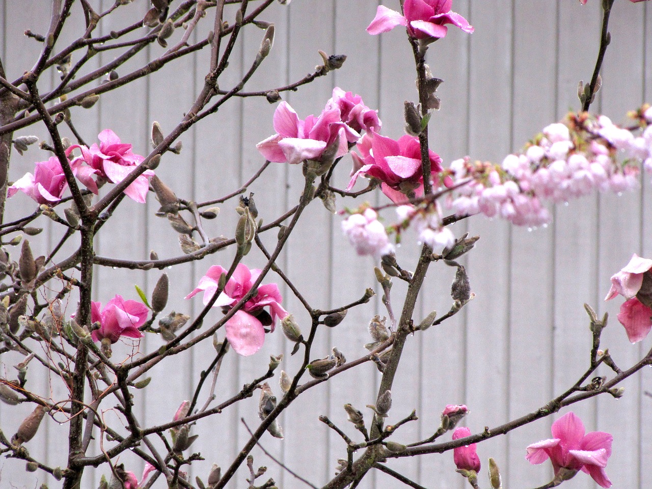 Image - british columbia coquitlam blossom