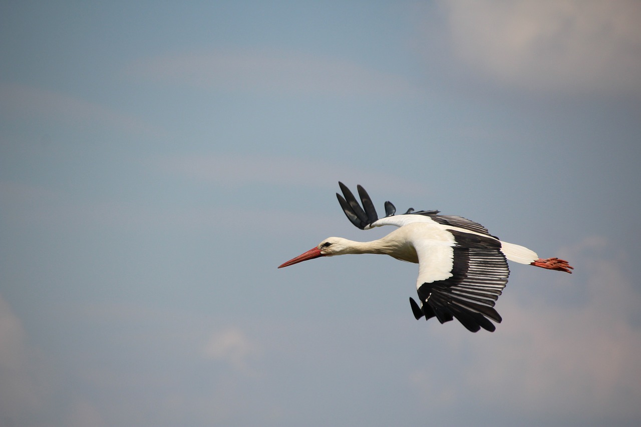 Image - stork bird white stork flight