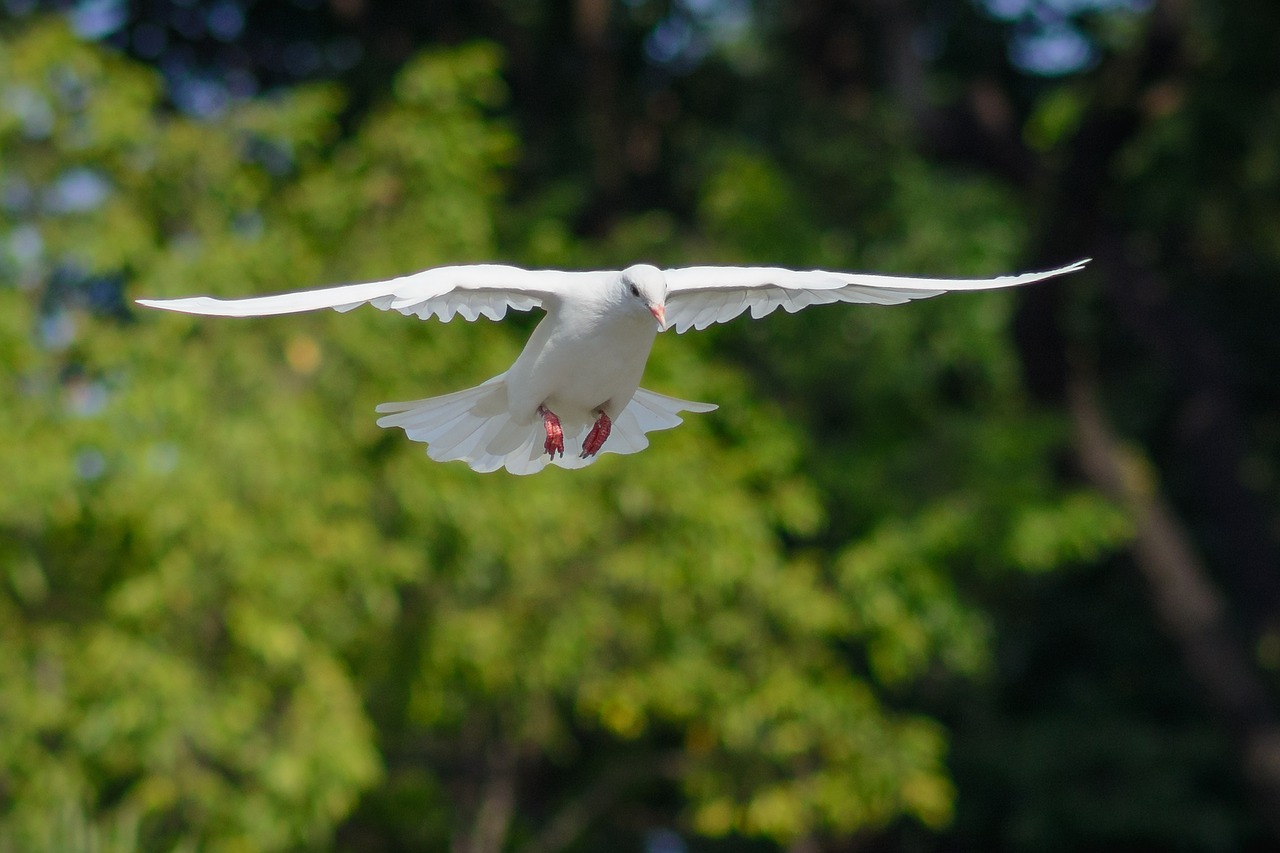 Image - dove bird fly wing nature feather