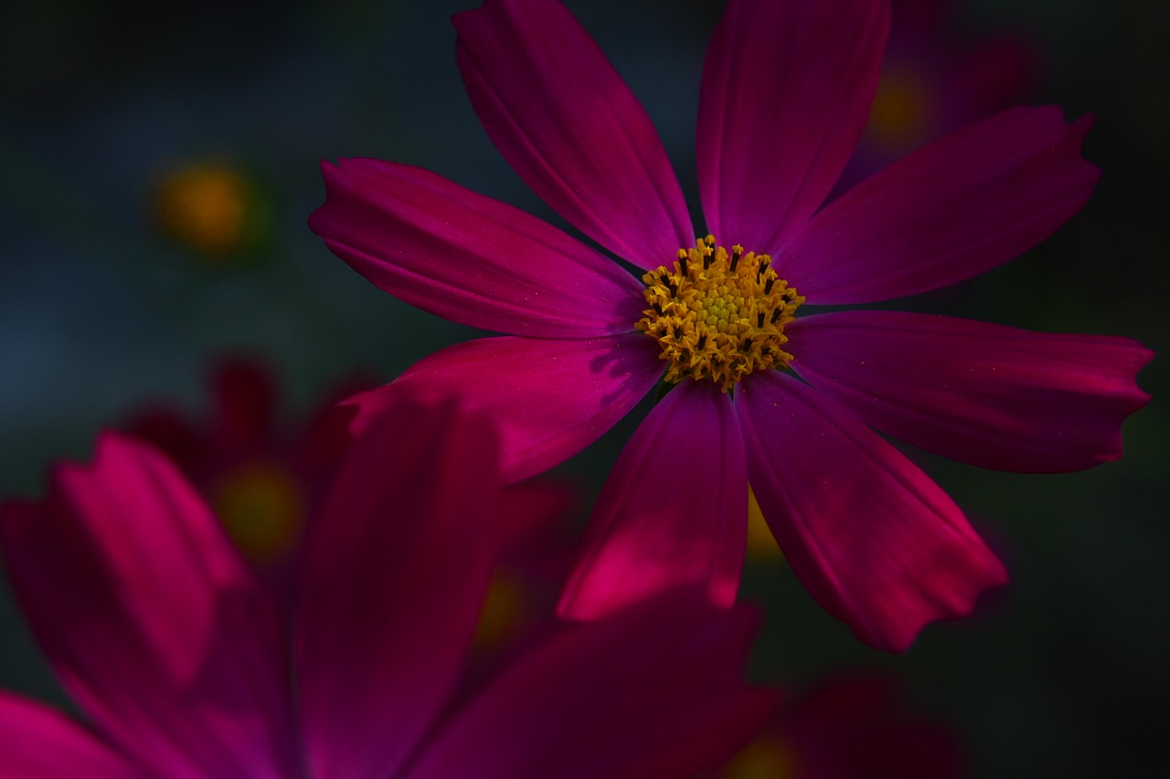 Image - purple cosmos flowers petal