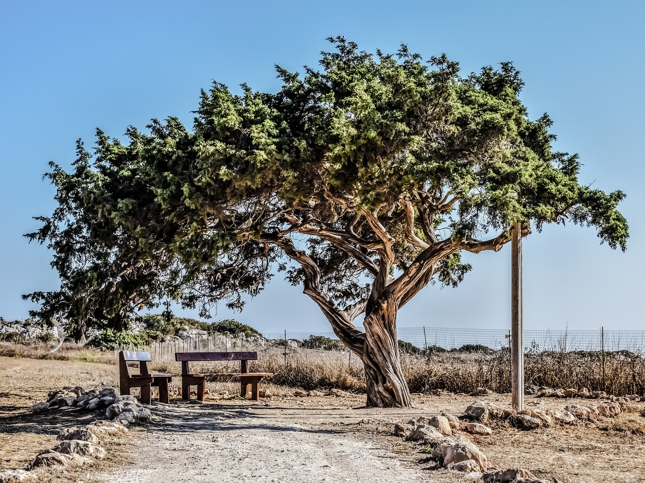 Image - cyprus cavo greko tree lonely