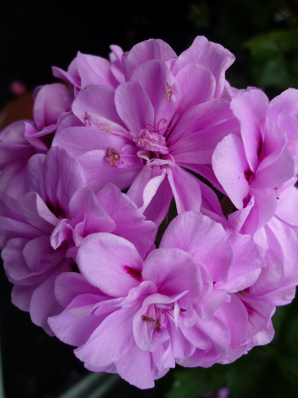 Image - geranium nature pink blossom bloom