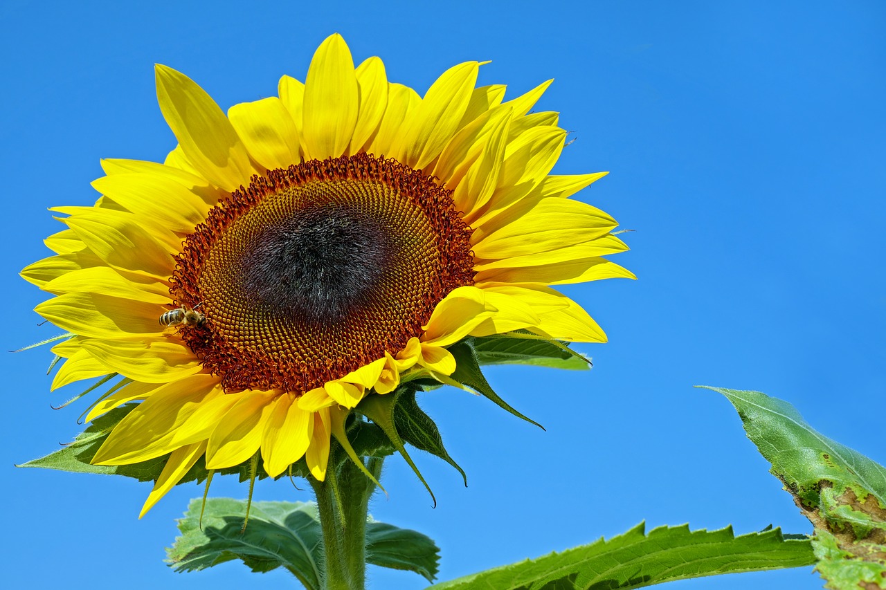 Image - sun flower flower blossom bloom