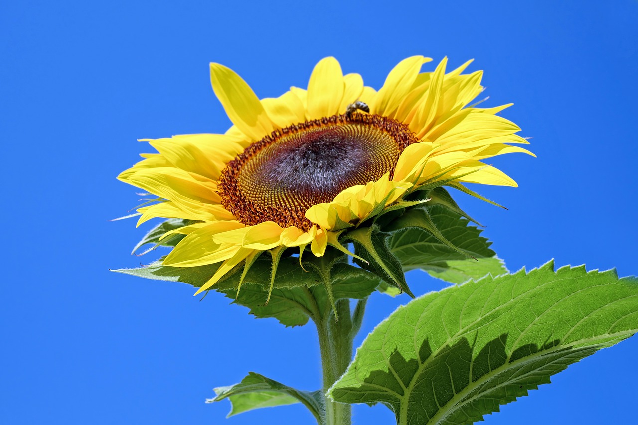 Image - sun flower flower blossom bloom