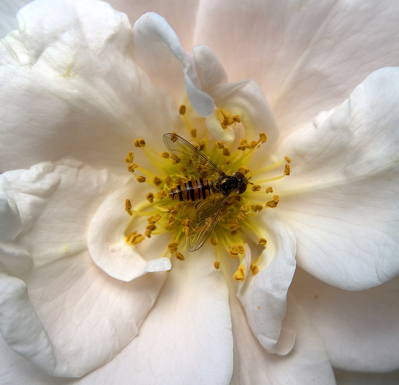 Image - insect hoverfly blossom bloom