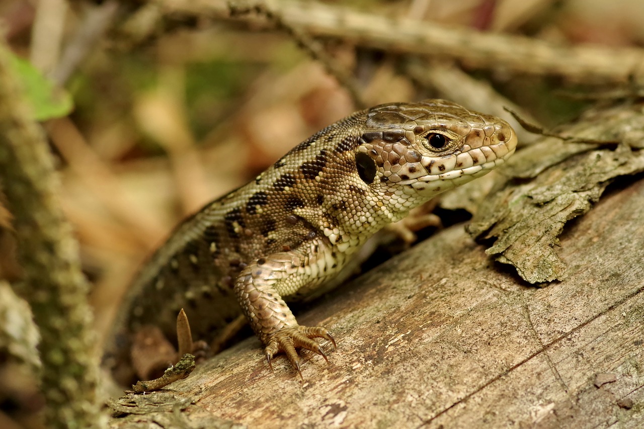 Image - the lizard gad sand lizard green