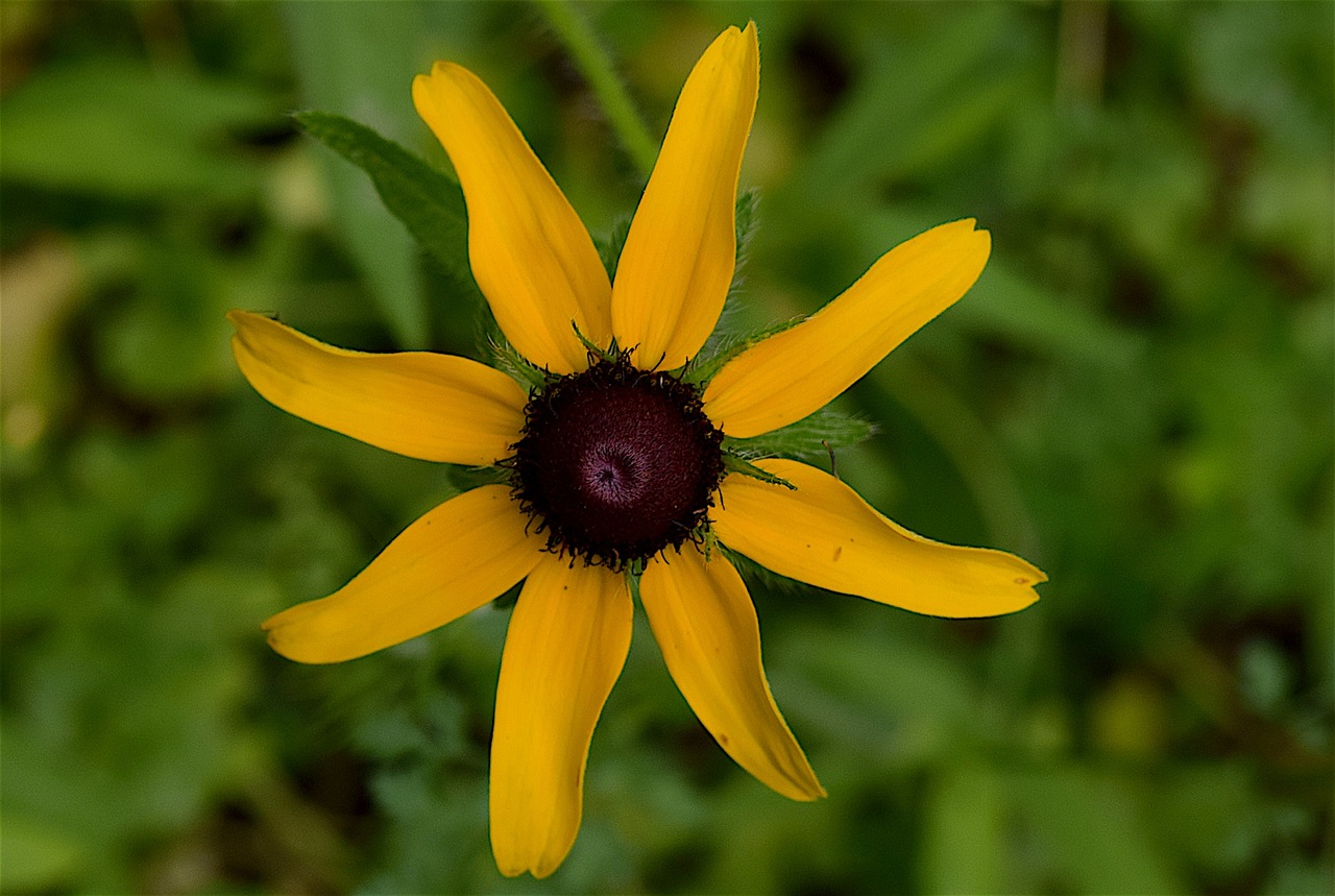 Image - flower yellow black eyed susan