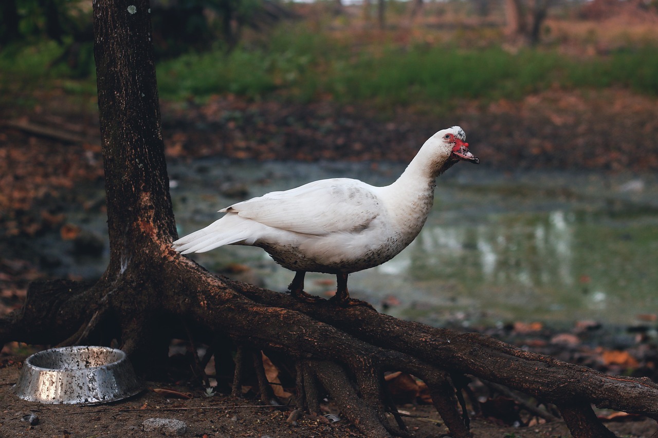 Image - duck swan lake bird nature