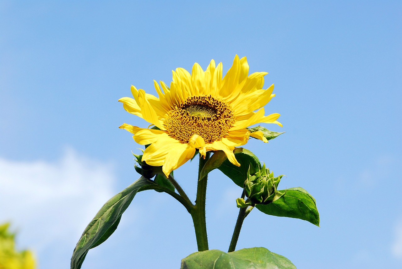 Image - autumn sky park sunflower