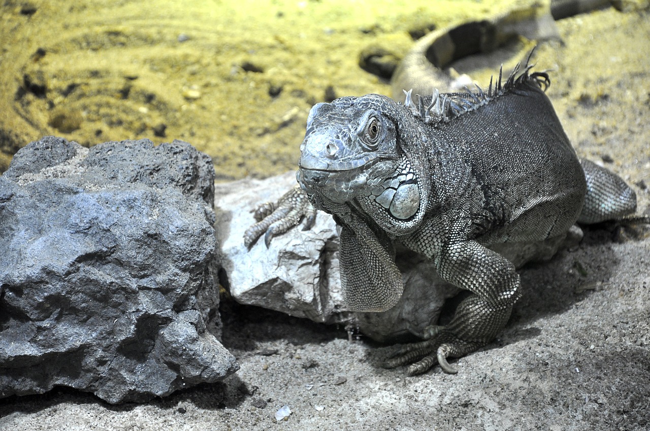 Image - lizard reptile animals temple