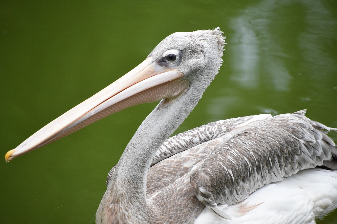 Image - spoonbill the tip of the mouth