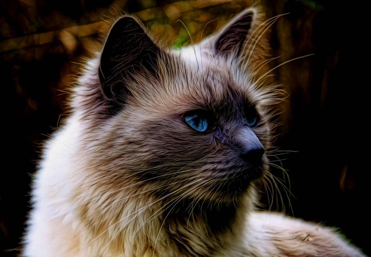 Image - cat pet furry animal cute