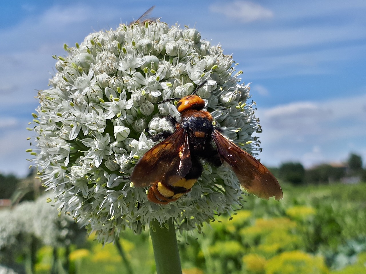 Image - flowers insect hornet greens grass