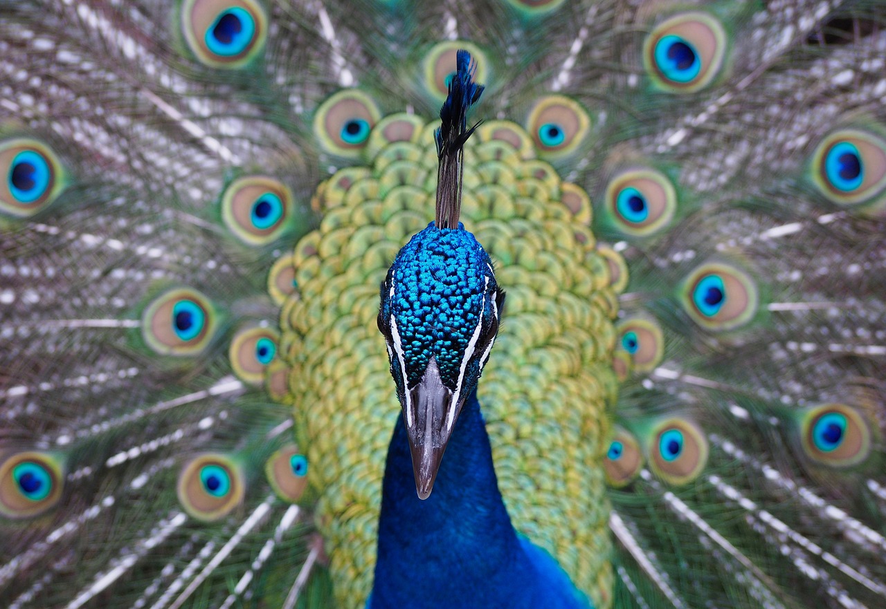 Image - peacock peacocks bird front animal