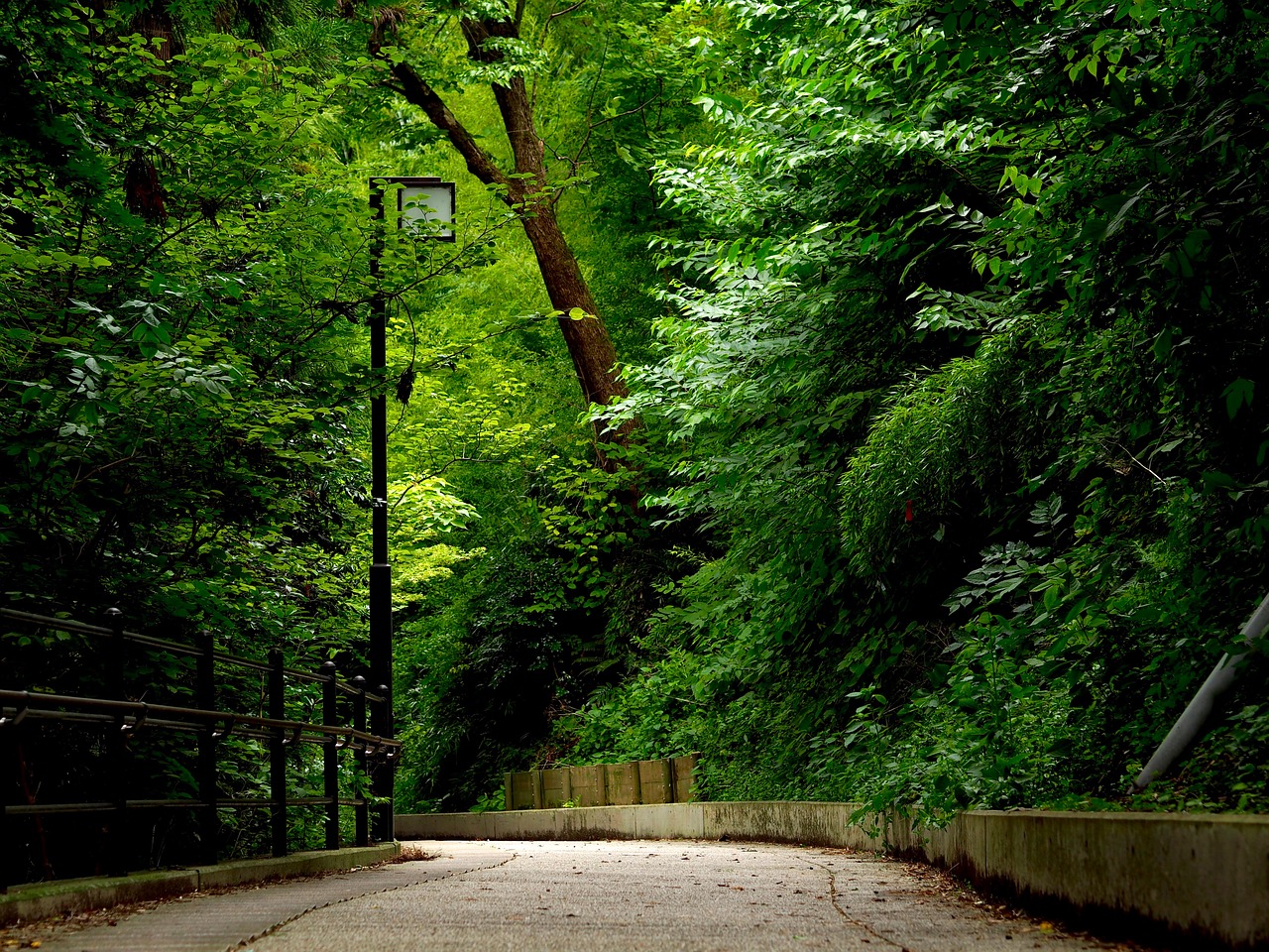 Image - green natural road plant wood