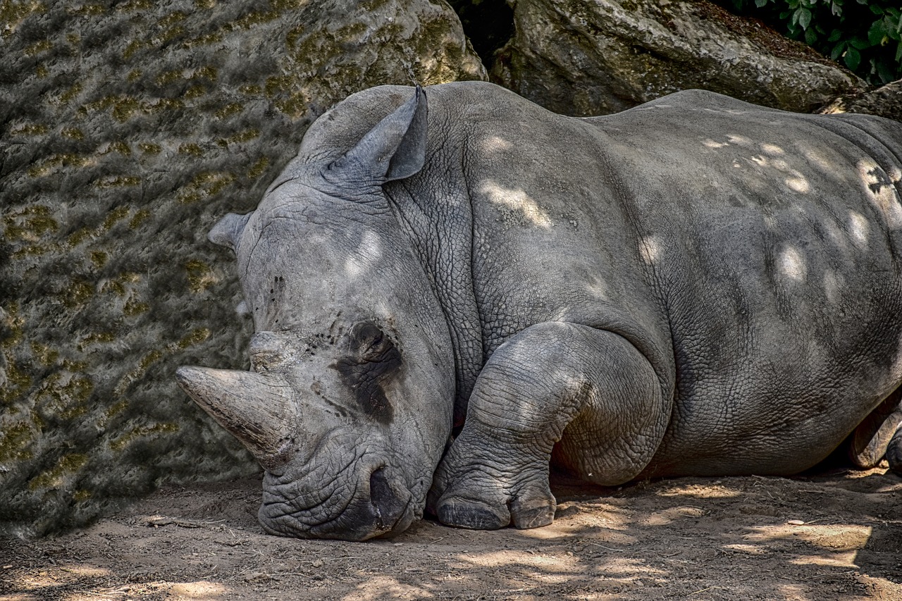 Image - rhino animal icon zoo wildlife