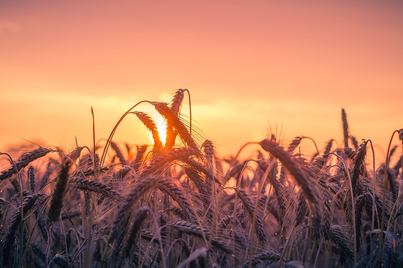 Image - cornfield sunset back light