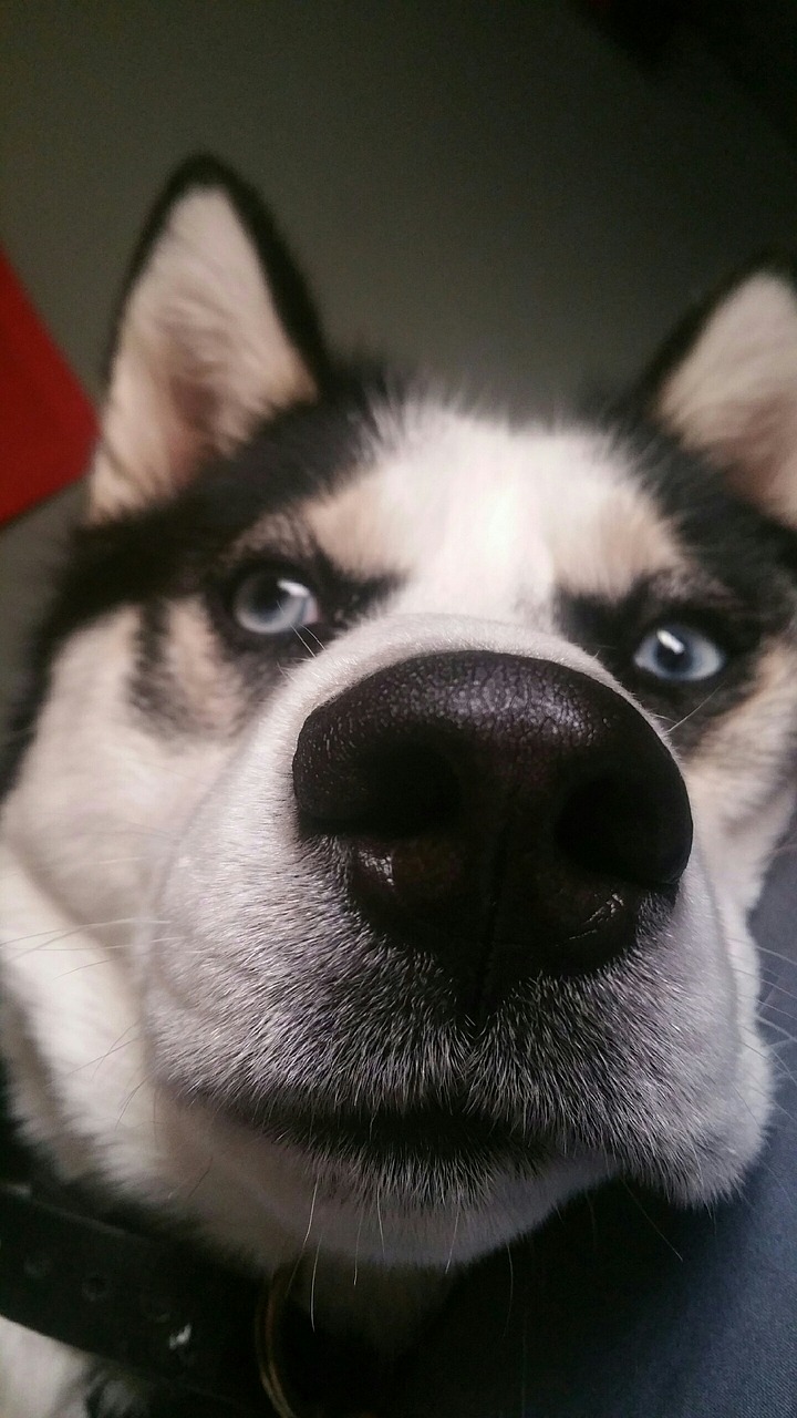 Image - dog nose husky close funny cute