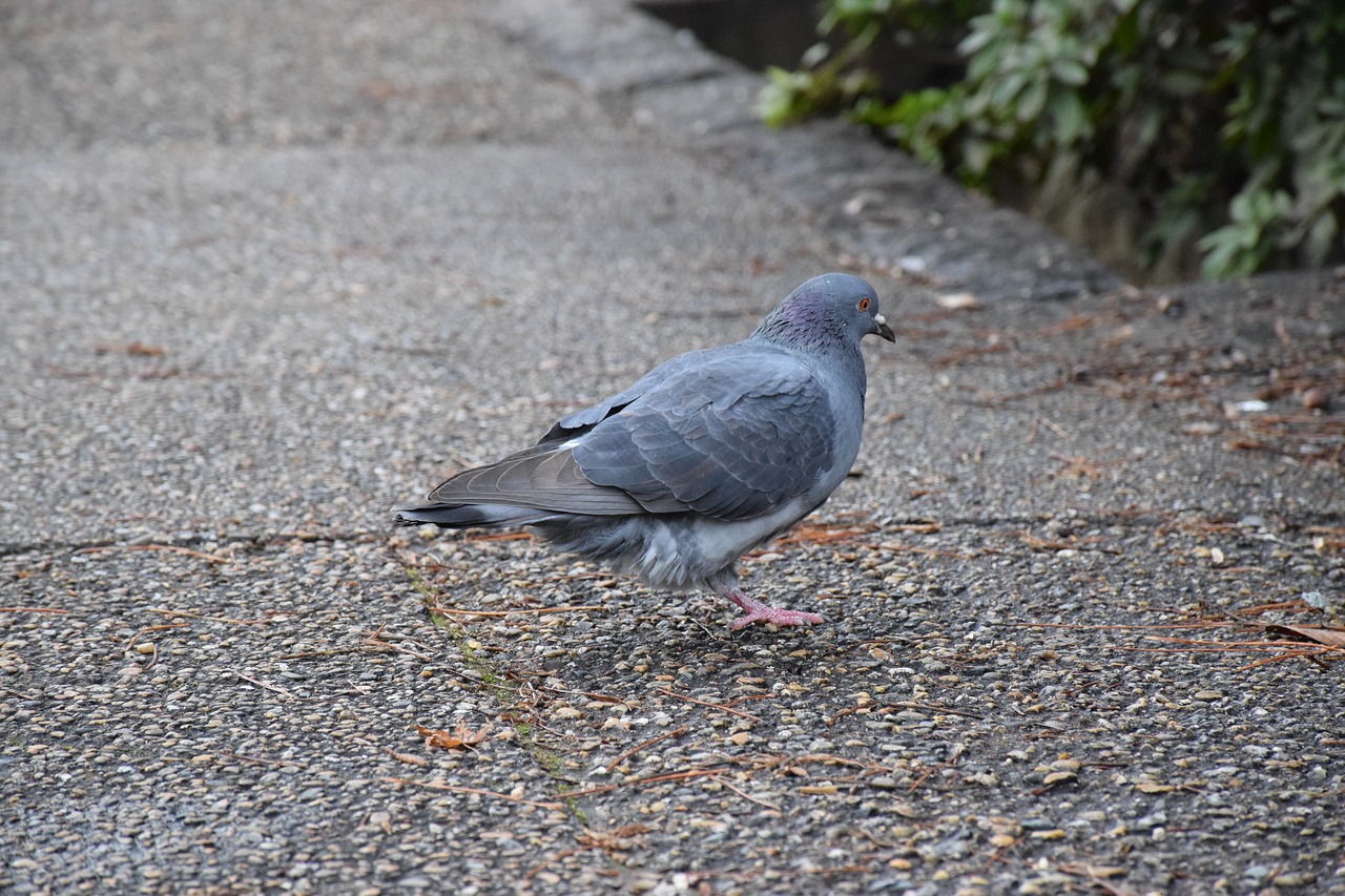 Image - pigeon one foot of the pigeon street