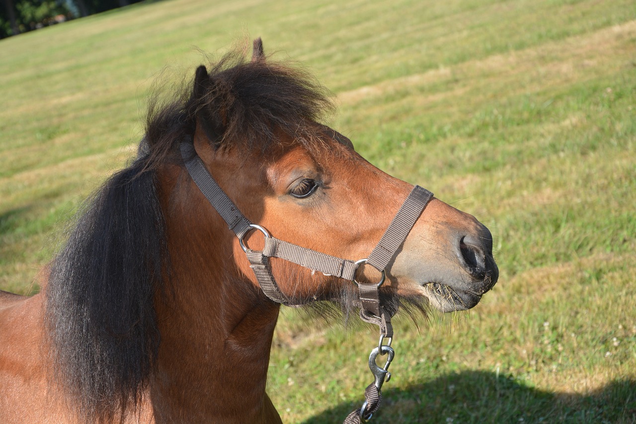 Image - horse shetland pony player sociable