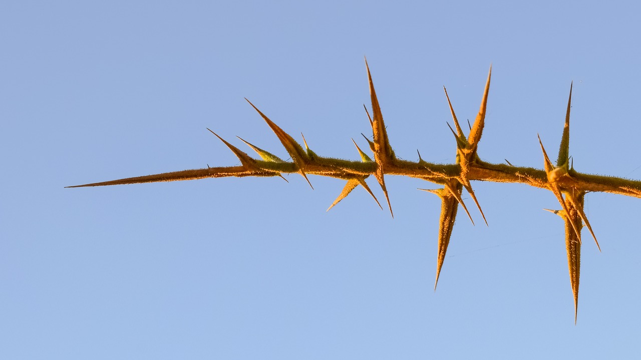 Image - thorns plant nature sharp painful