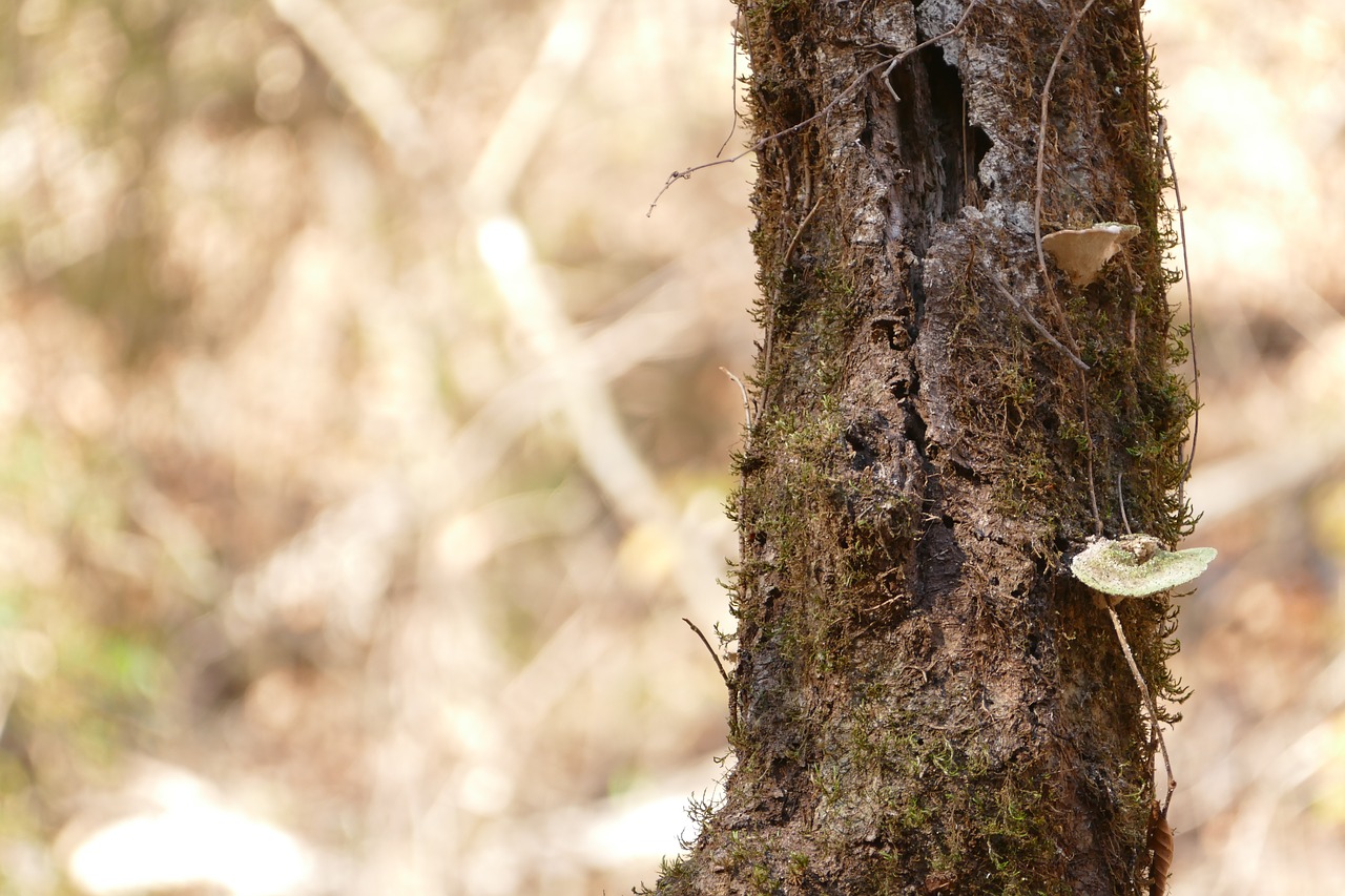 Image - forest lichen tree moss branch
