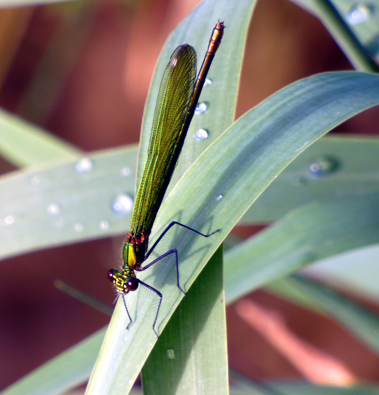 Image - dragonfly demoiselle green grass