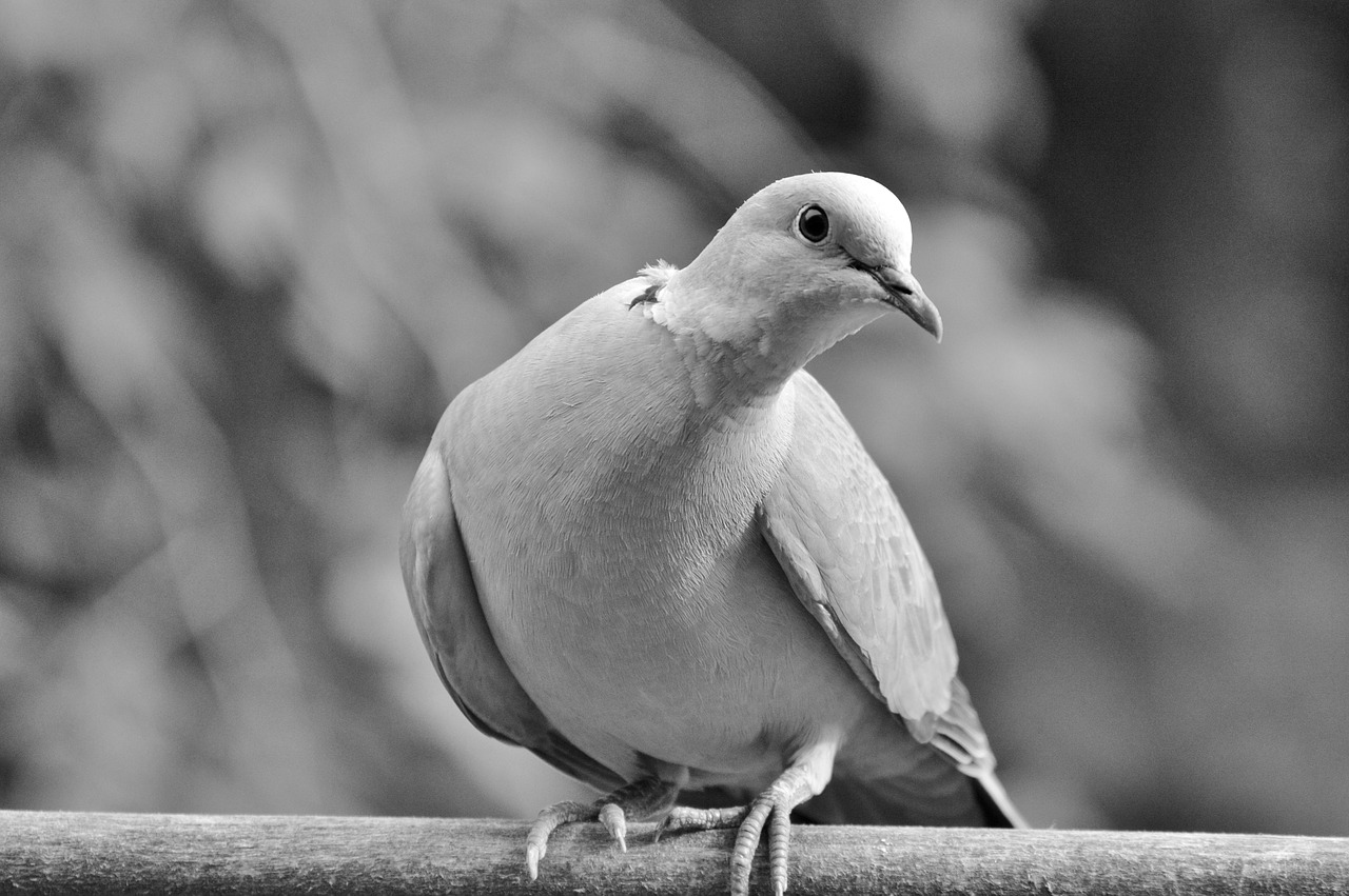 Image - dove collared bird city pigeon