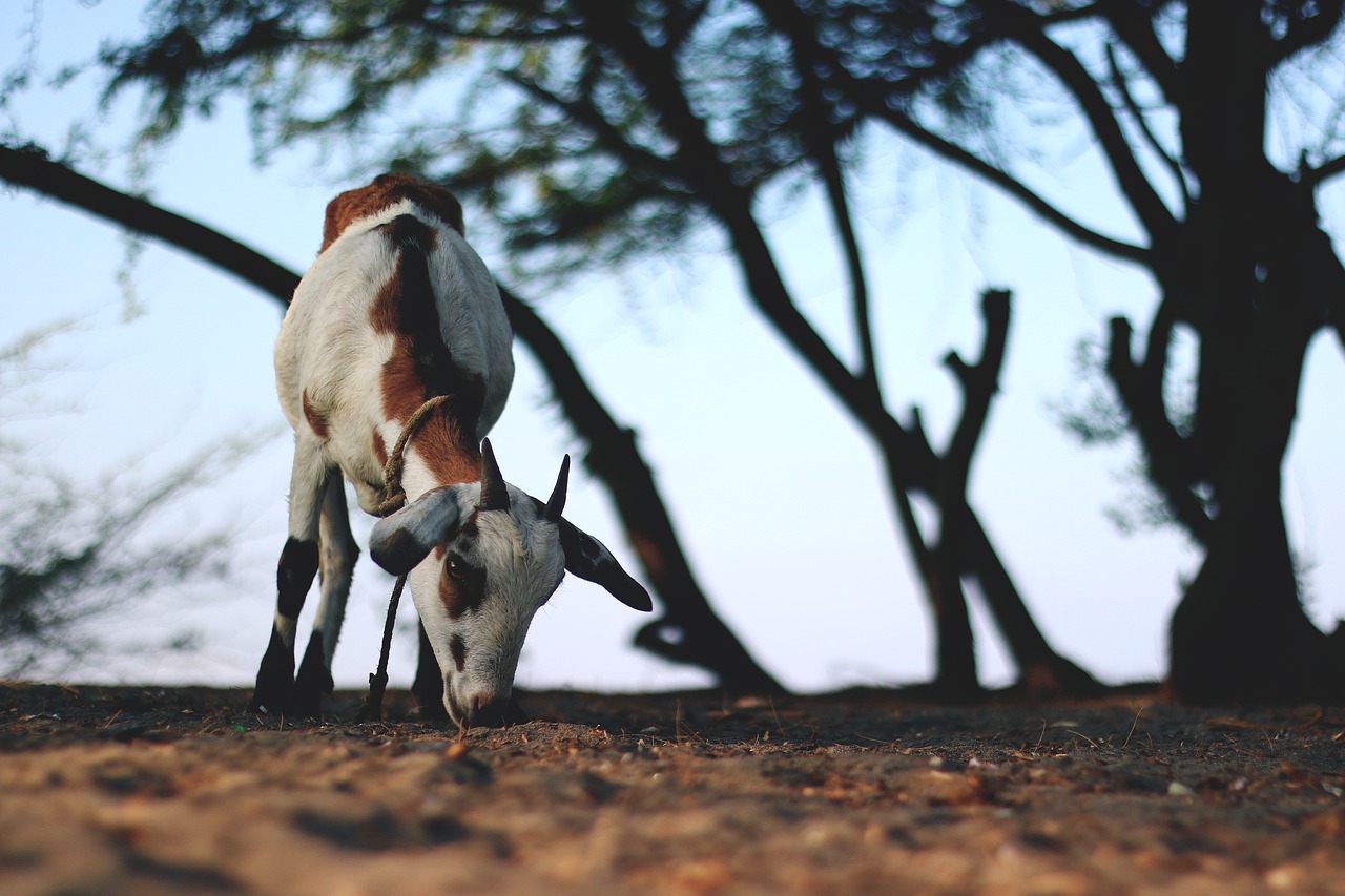 Image - goat animal wildlife livestock