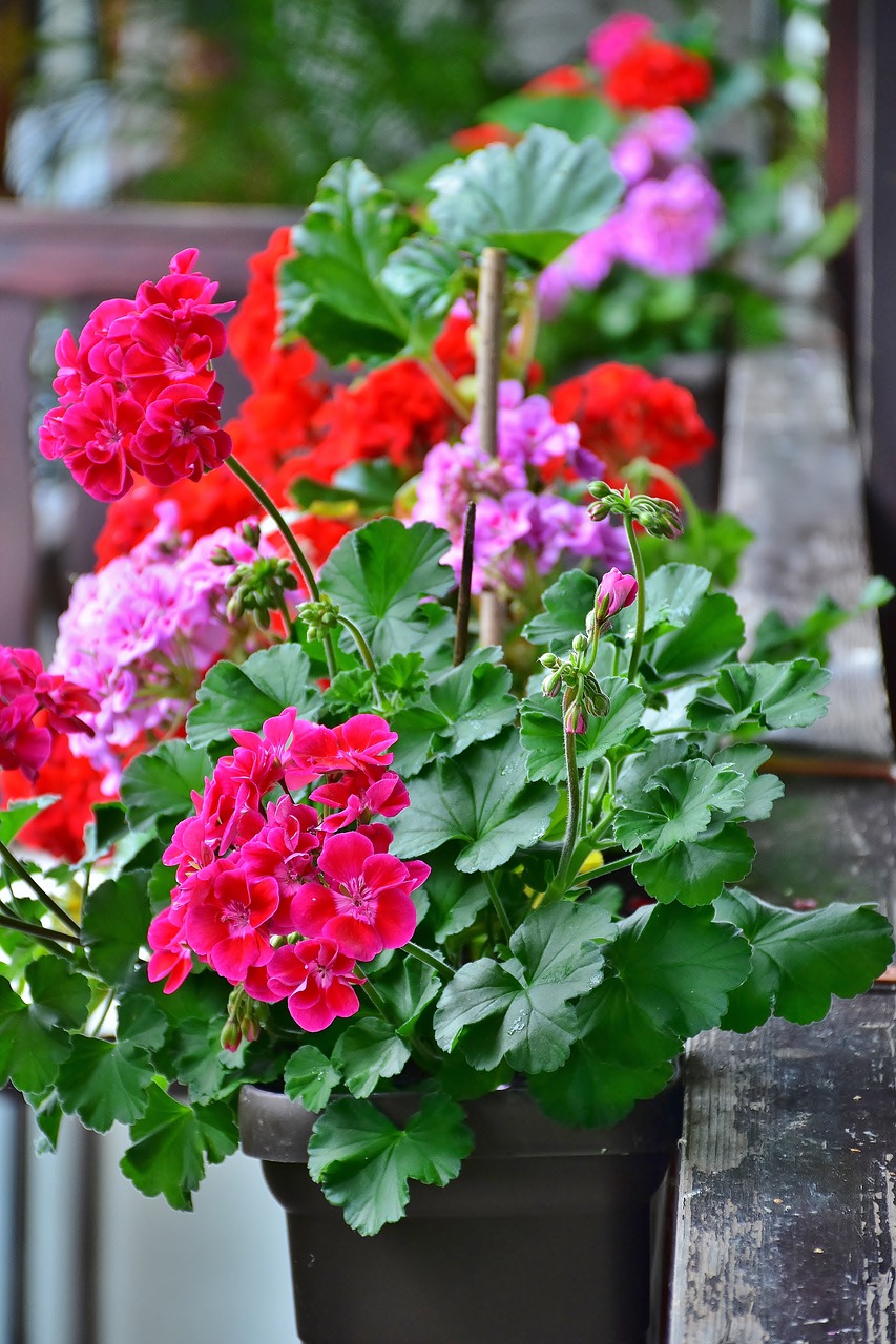 Image - balcony flower box flowers summer