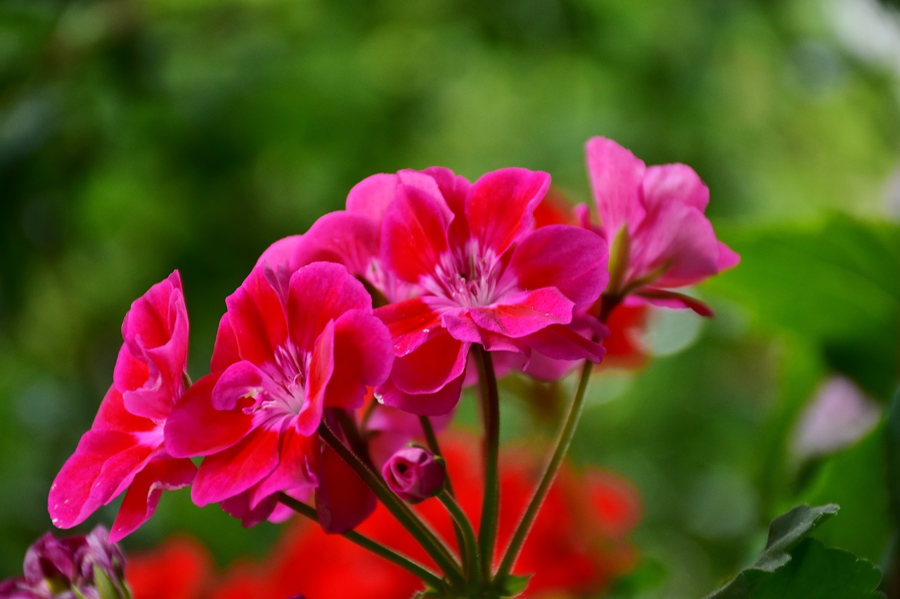 Image - balcony flower box flowers summer