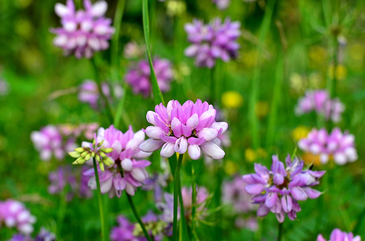 Image - nature spring flowers