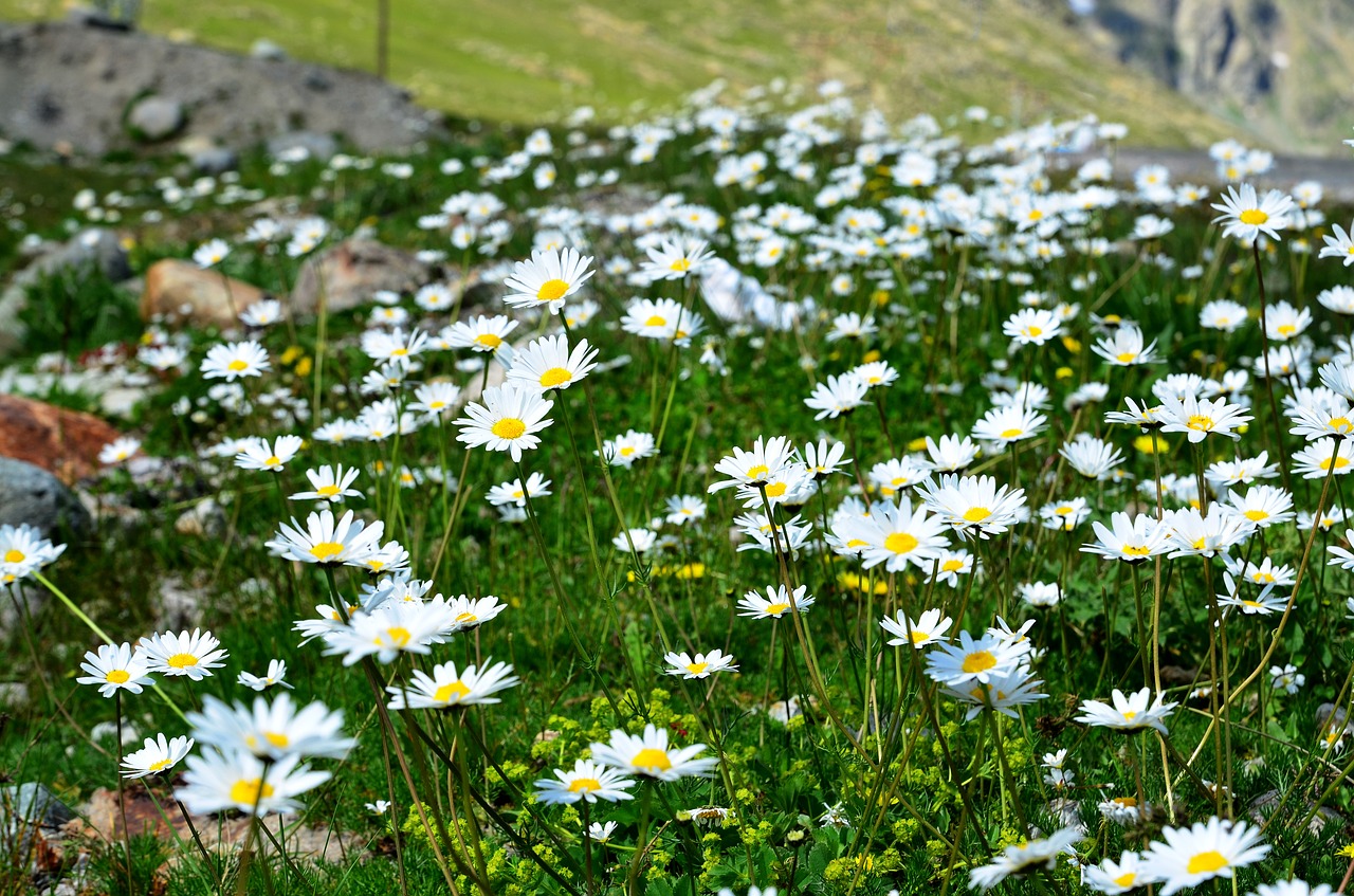 Image - nature spring flowers