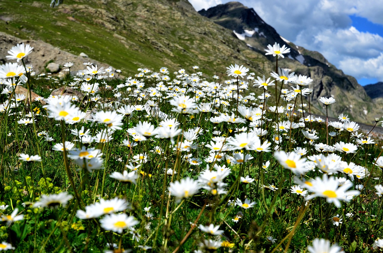 Image - nature spring flowers