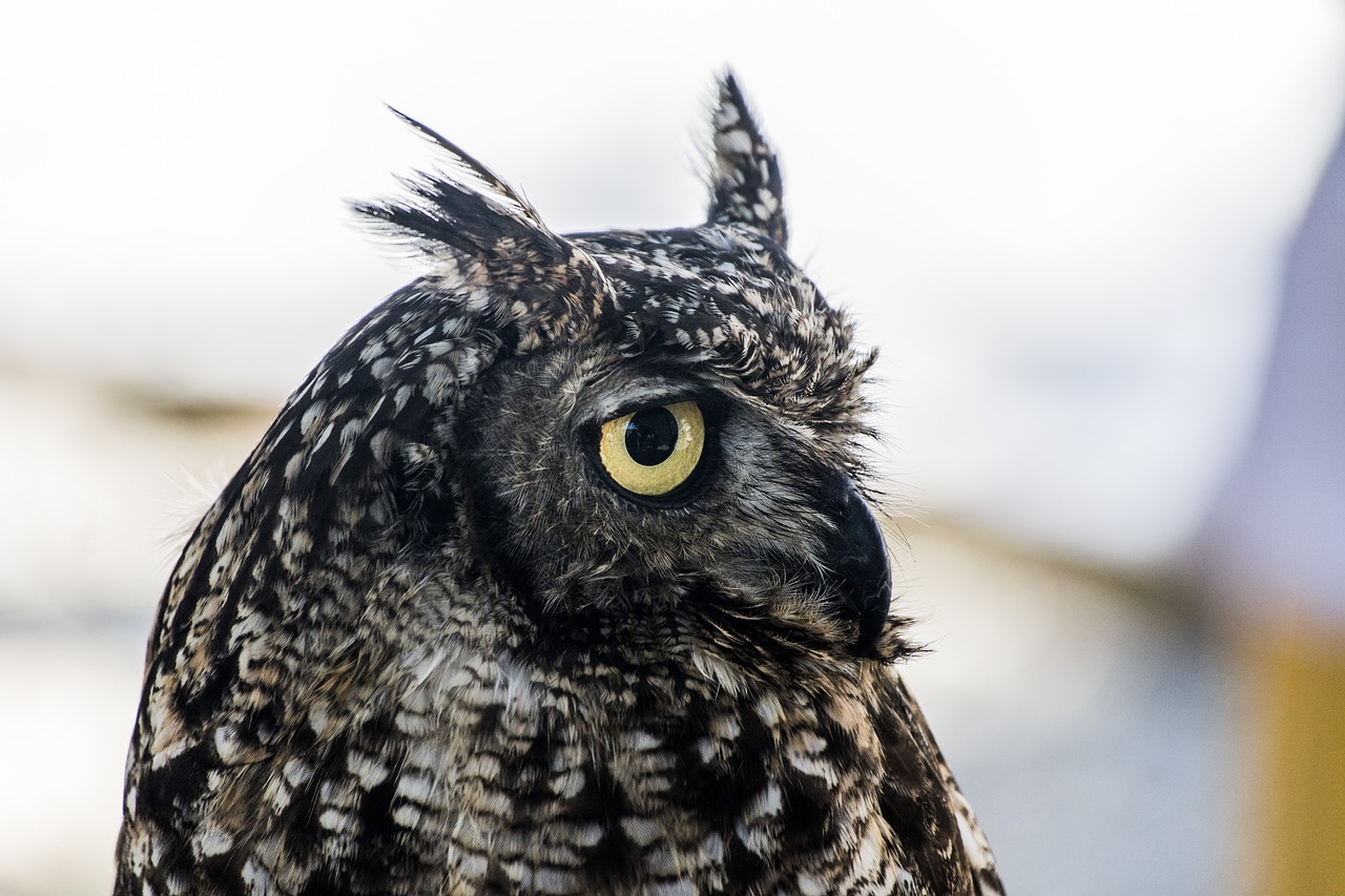 Image - owl night predator eared owl bird