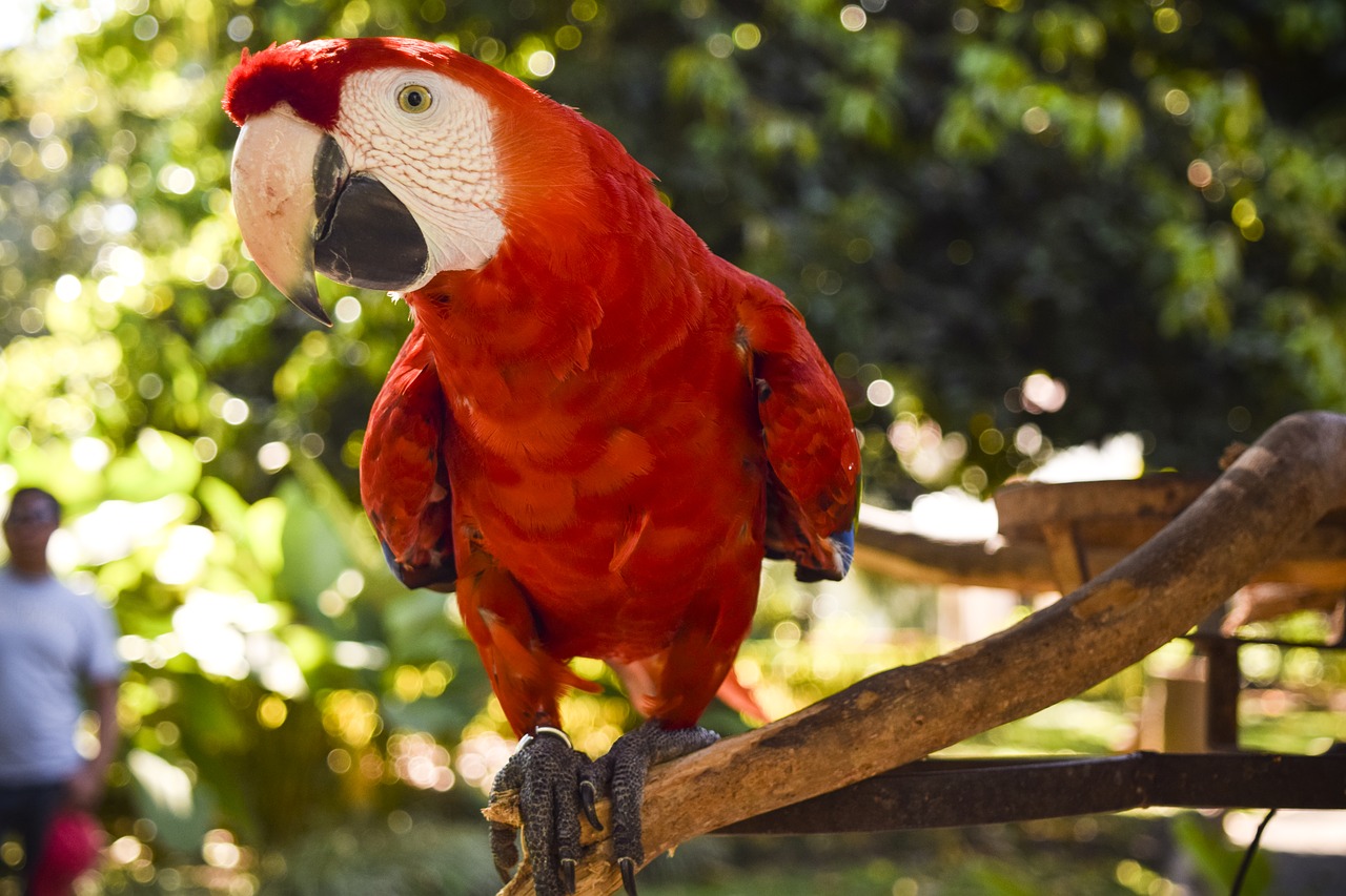 Image - animal macaw nature ave red