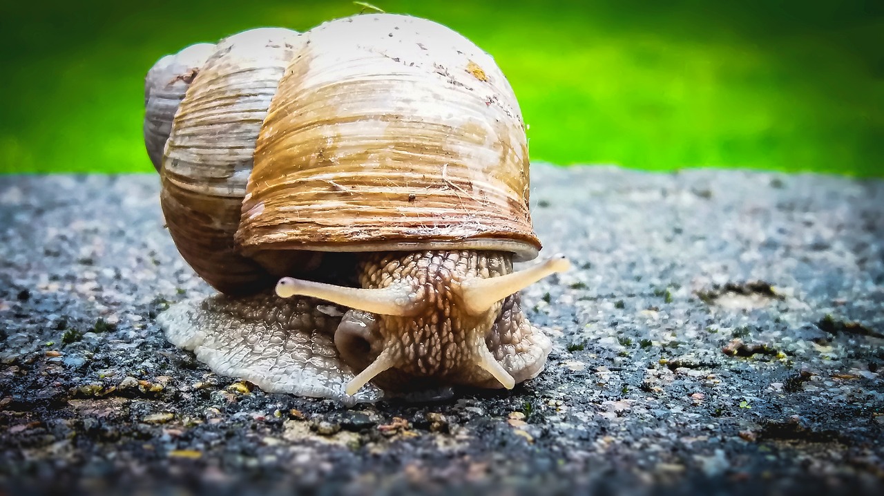 Image - snail animal plazivé house nature