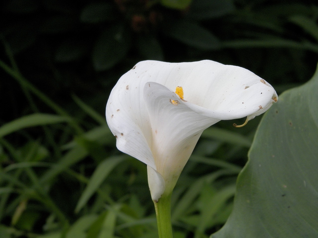 Image - calla lilly flower white bloom