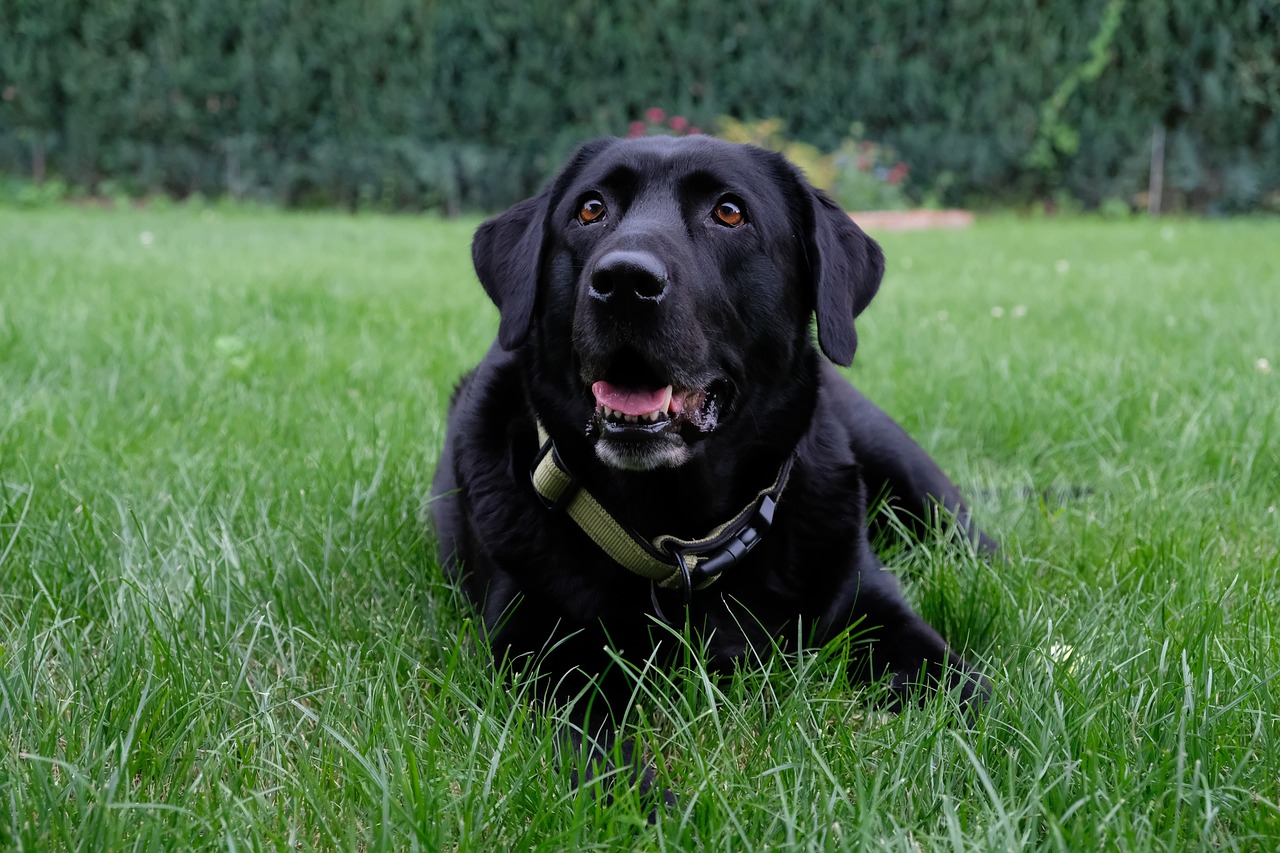 Image - dog labrador black pet animal fur