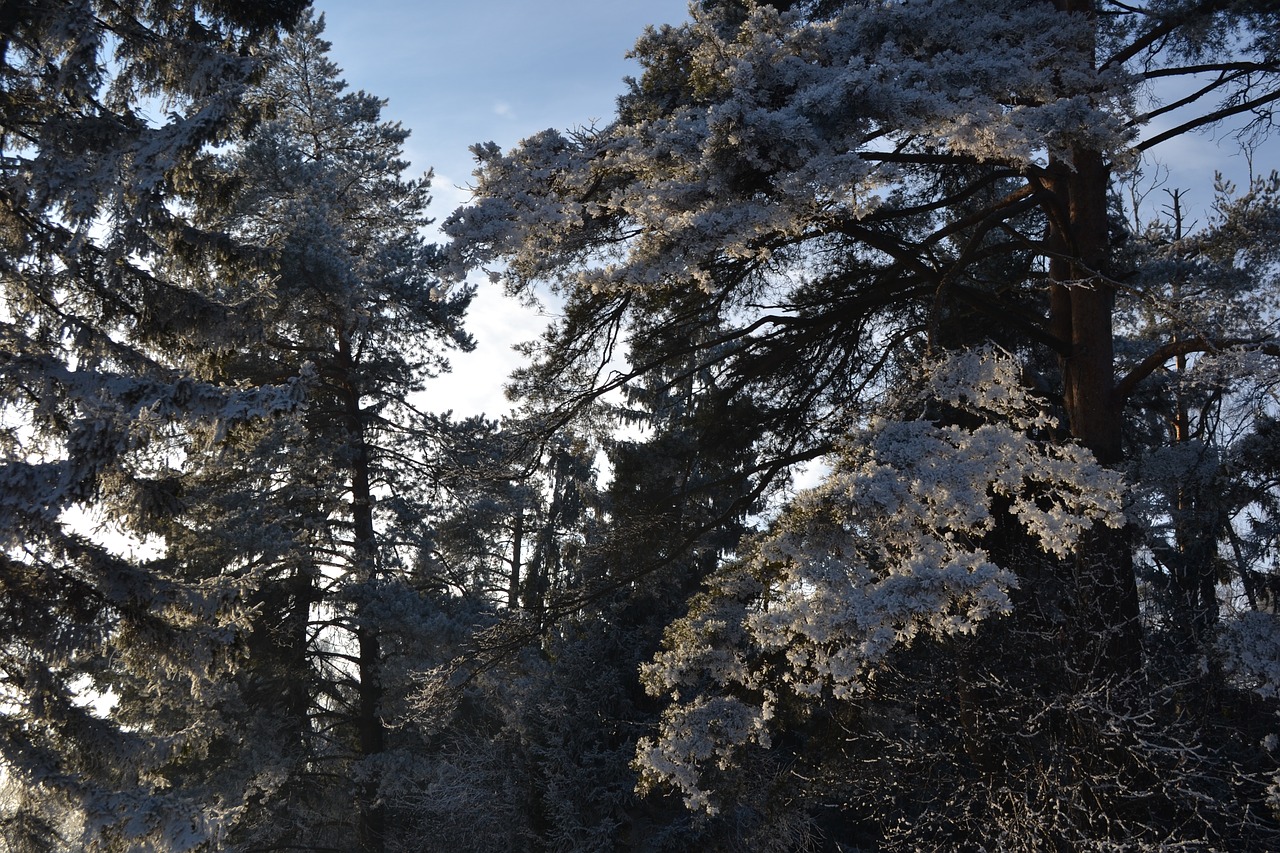 Image - russia nature road trees winter