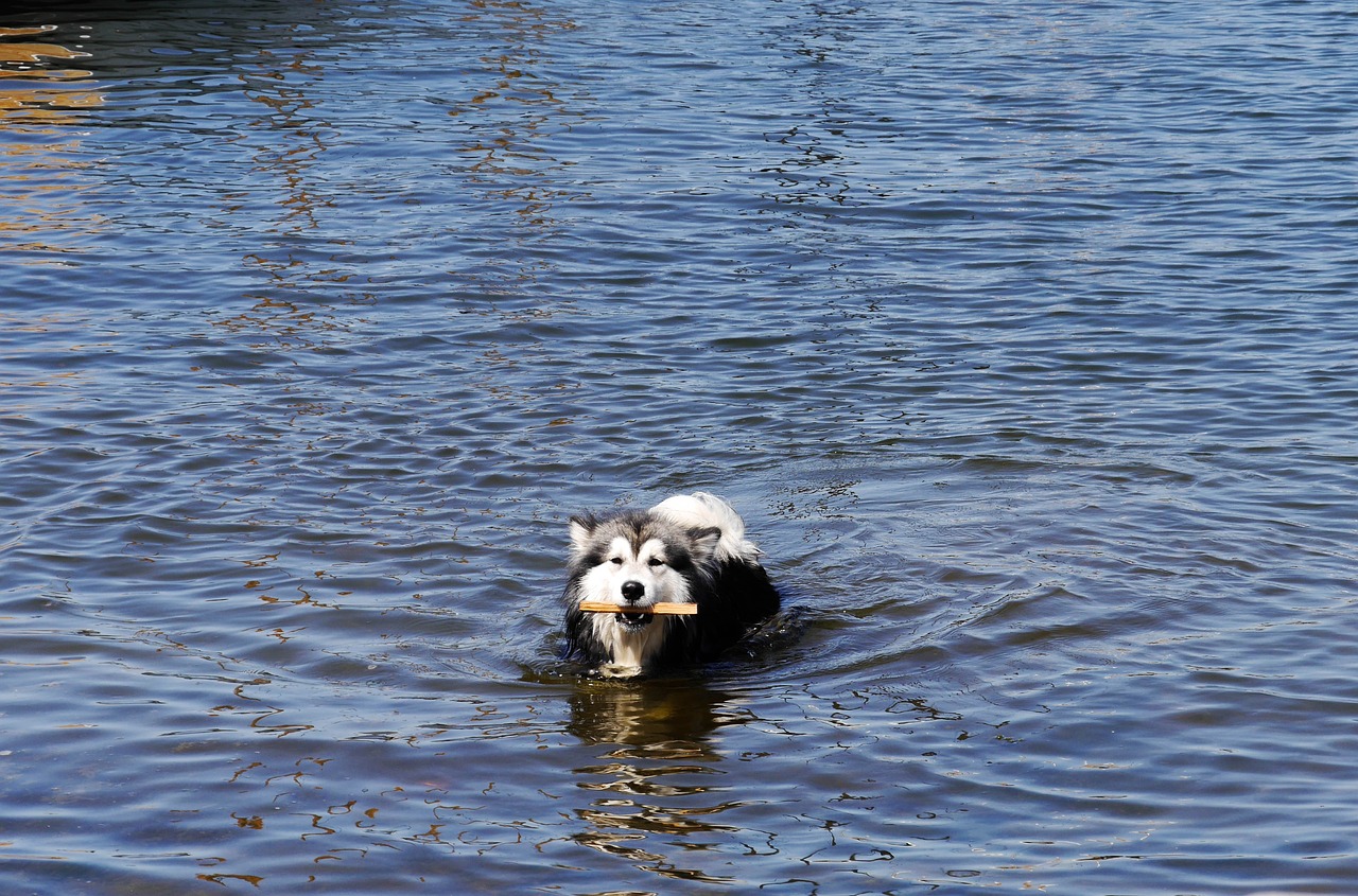 Image - dog dog with a stick doggy style